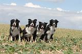 BORDER COLLIE 076